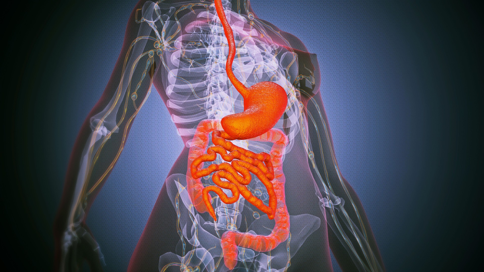 Anatomy of female digestive system