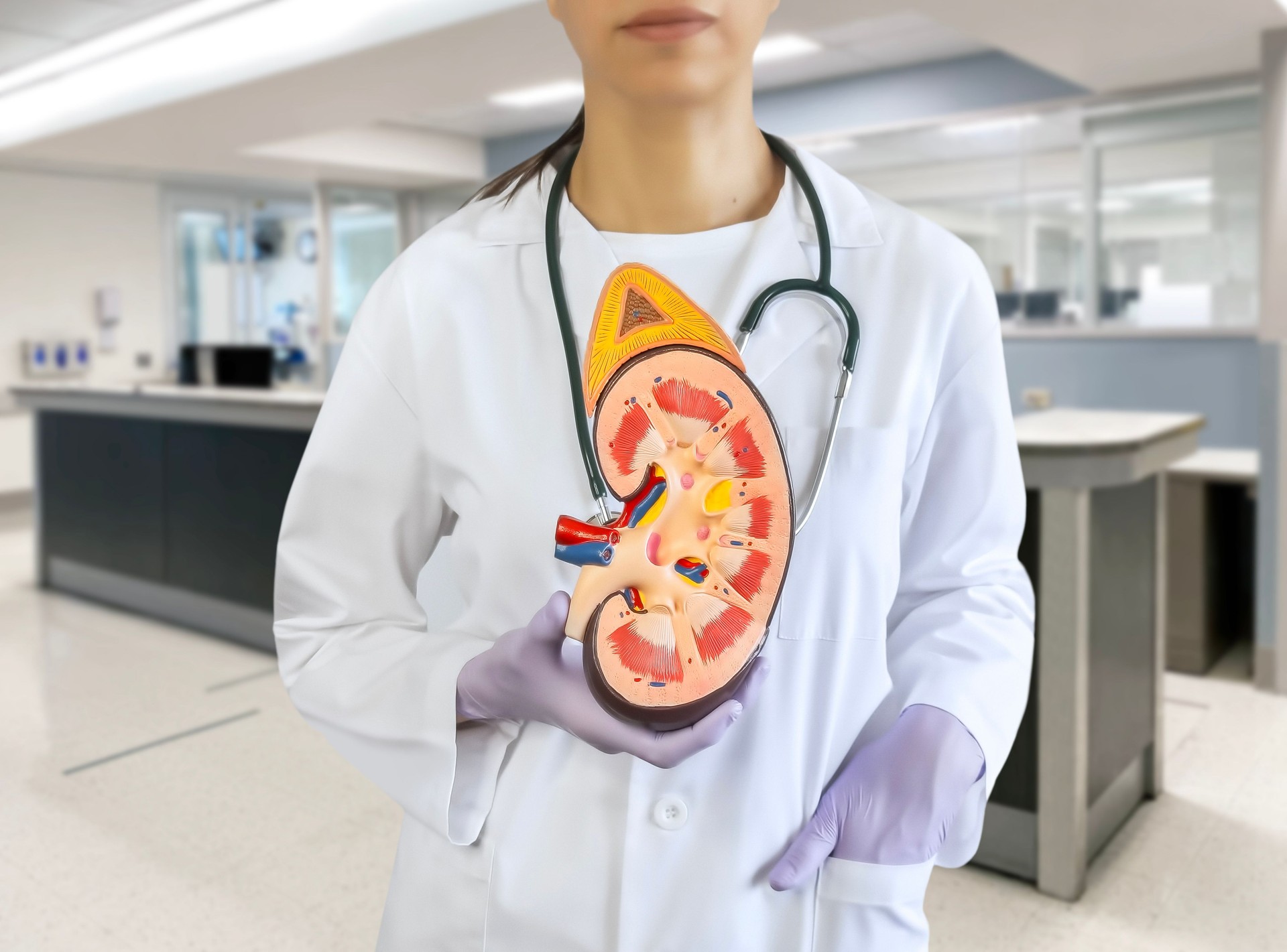 Nephrologist showing a kidney model