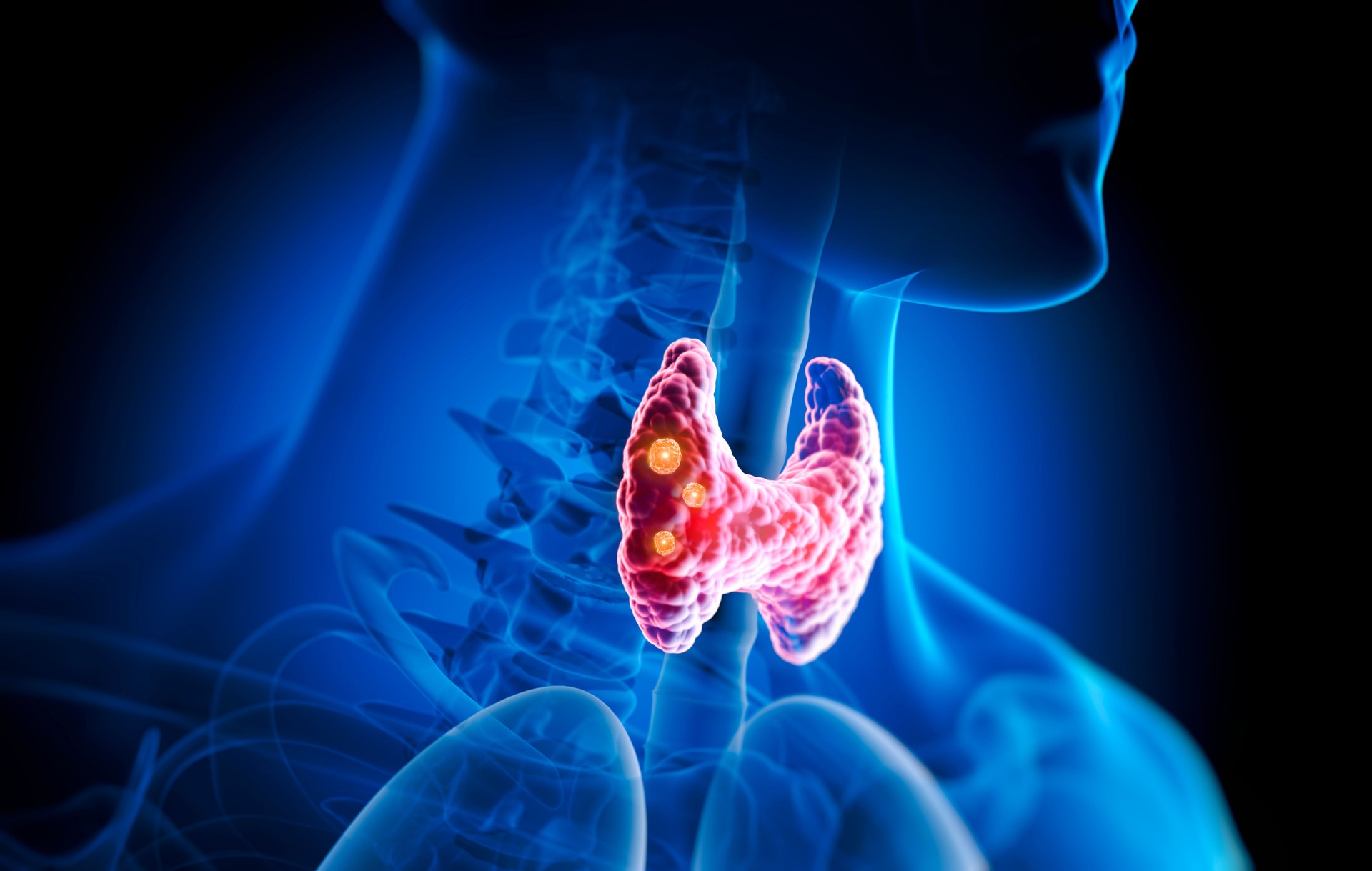 Thyroid gland